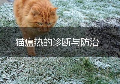 猫瘟热的诊断与防治