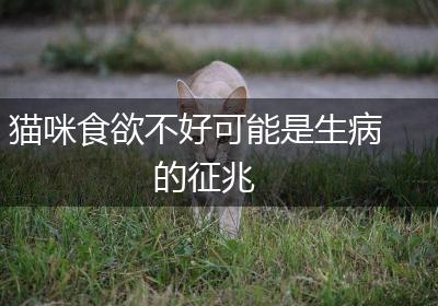 猫咪食欲不好可能是生病的征兆