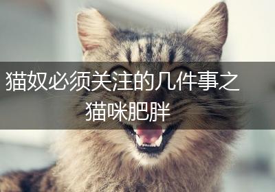 猫奴必须关注的几件事之猫咪肥胖