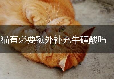 猫有必要额外补充牛磺酸吗