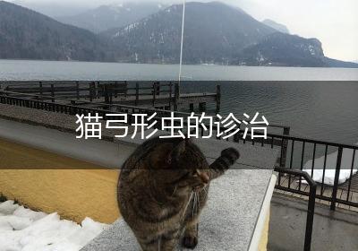 猫弓形虫的诊治