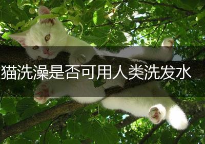 猫洗澡是否可用人类洗发水