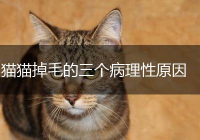 猫猫掉毛的三个病理性原因