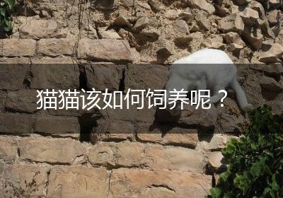 猫猫该如何饲养呢？