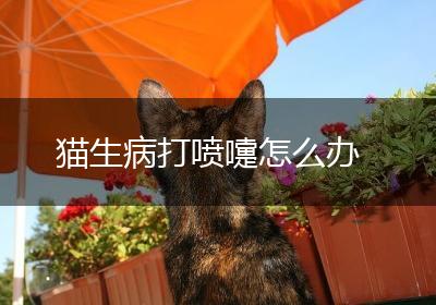 猫生病打喷嚏怎么办
