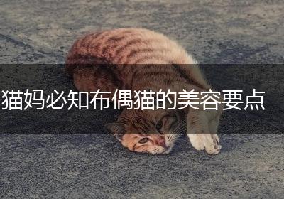 猫妈必知布偶猫的美容要点