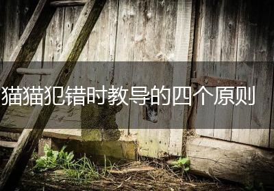 猫猫犯错时教导的四个原则