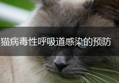 猫病毒性呼吸道感染的预防
