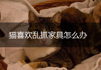 猫喜欢乱抓家具怎么办