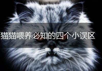 猫猫喂养必知的四个小误区