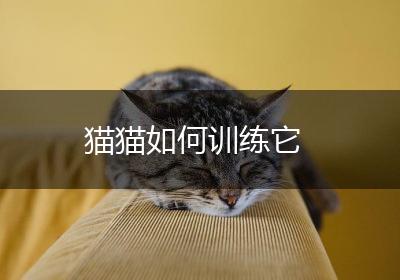 猫猫如何训练它
