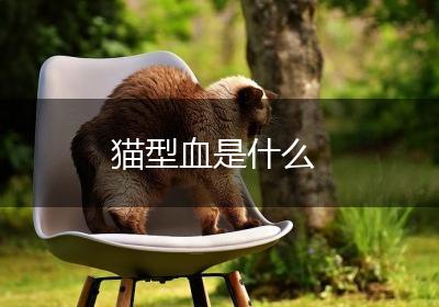 猫型血是什么