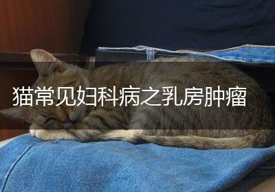 猫常见妇科病之乳房肿瘤
