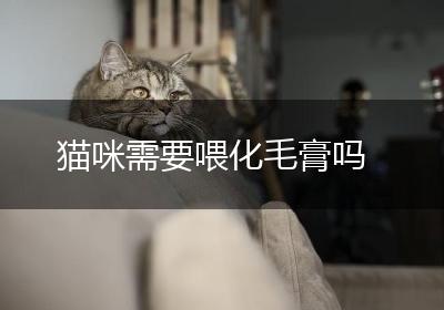 猫咪需要喂化毛膏吗