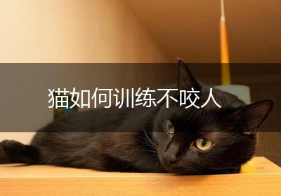 猫如何训练不咬人