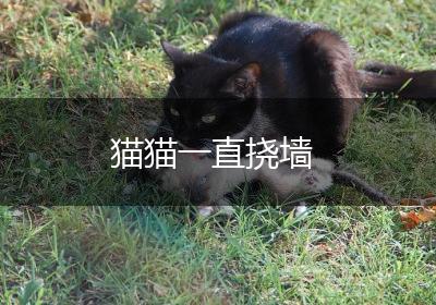 猫猫一直挠墙