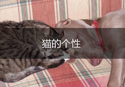 猫的个性