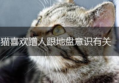 猫喜欢蹭人跟地盘意识有关