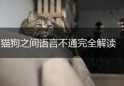 猫狗之间语言不通完全解读