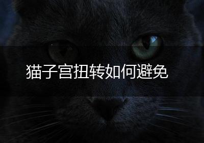 猫子宫扭转如何避免