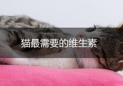 猫最需要的维生素