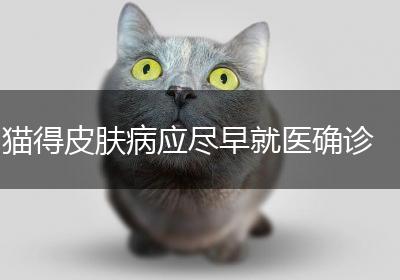猫得皮肤病应尽早就医确诊