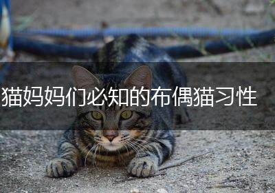 猫妈妈们必知的布偶猫习性