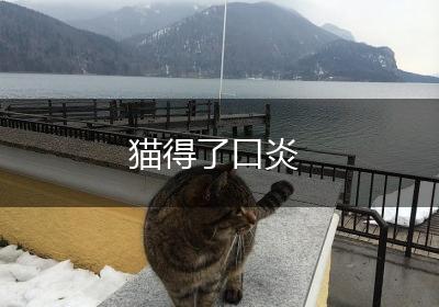 猫得了口炎