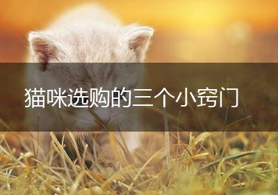 猫咪选购的三个小窍门