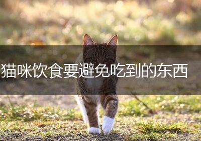 猫咪饮食要避免吃到的东西