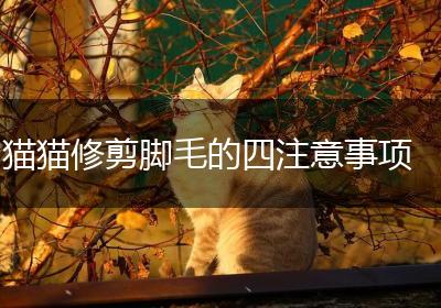 猫猫修剪脚毛的四注意事项