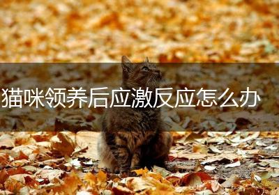 猫咪领养后应激反应怎么办