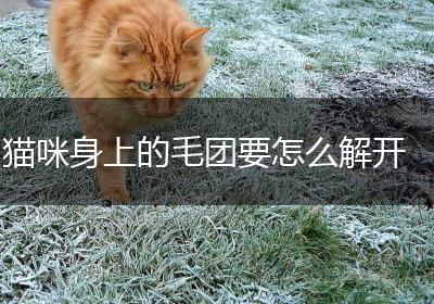 猫咪身上的毛团要怎么解开