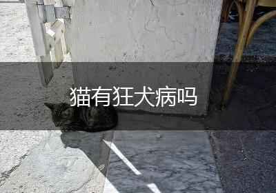 猫有狂犬病吗