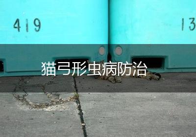 猫弓形虫病防治