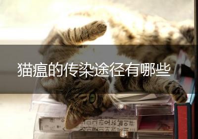 猫瘟的传染途径有哪些