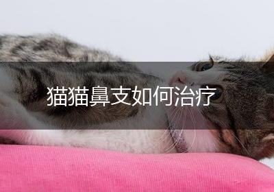 猫猫鼻支如何治疗