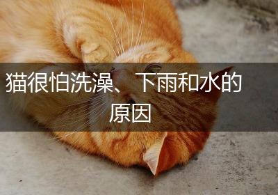 猫很怕洗澡、下雨和水的原因