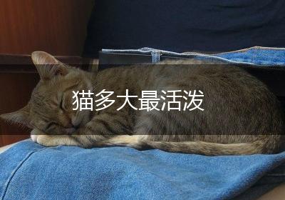 猫多大最活泼