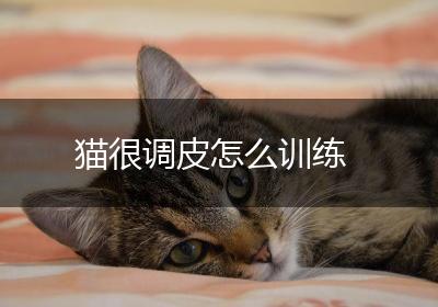 猫很调皮怎么训练