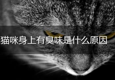 猫咪身上有臭味是什么原因