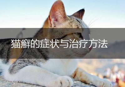 猫癣的症状与治疗方法