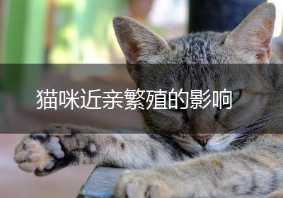 猫咪近亲繁殖的影响