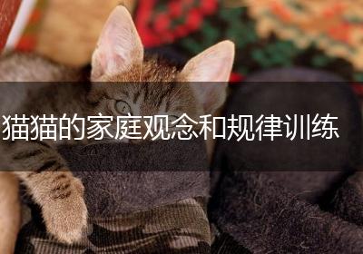 猫猫的家庭观念和规律训练