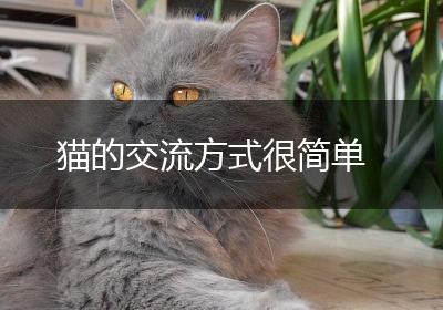 猫的交流方式很简单