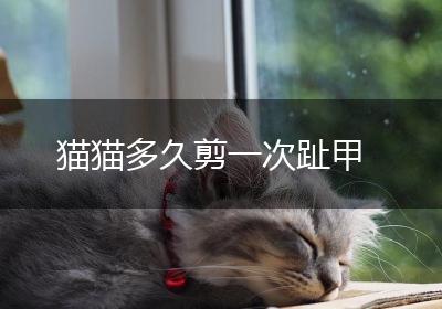 猫猫多久剪一次趾甲