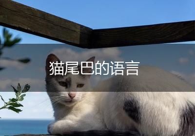 猫尾巴的语言