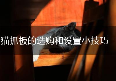 猫抓板的选购和设置小技巧