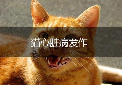 猫心脏病发作