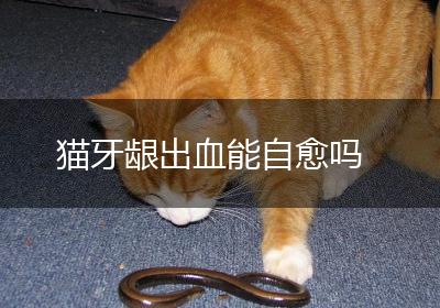 猫牙龈出血能自愈吗